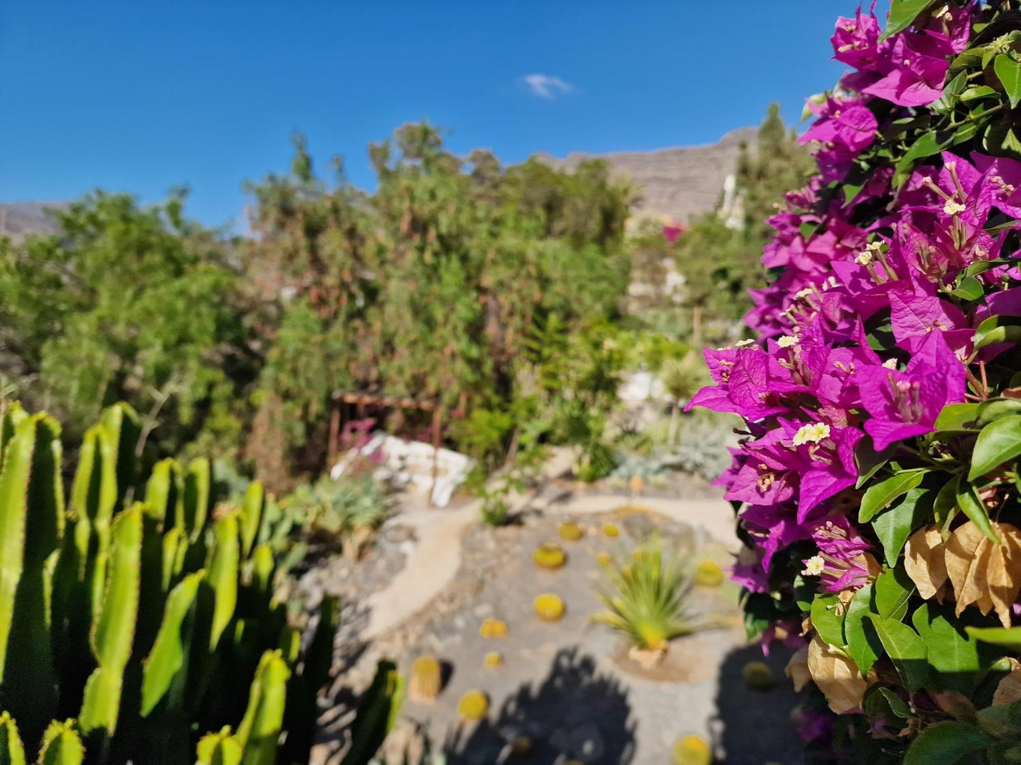 Mogán Historica Casa Con Vistas Al Jardin De Cactus Y Montanas 빌라 외부 사진